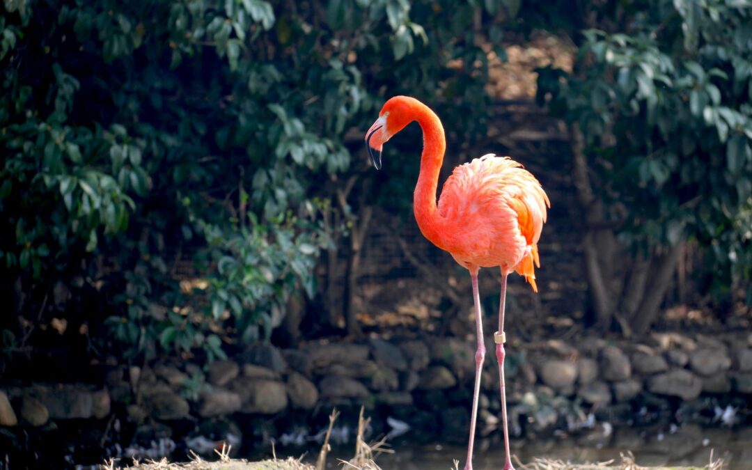 Sommerløbet i Aalborg Zoo: Oplev en Unik Løbeoplevelse Blandt Dyrene